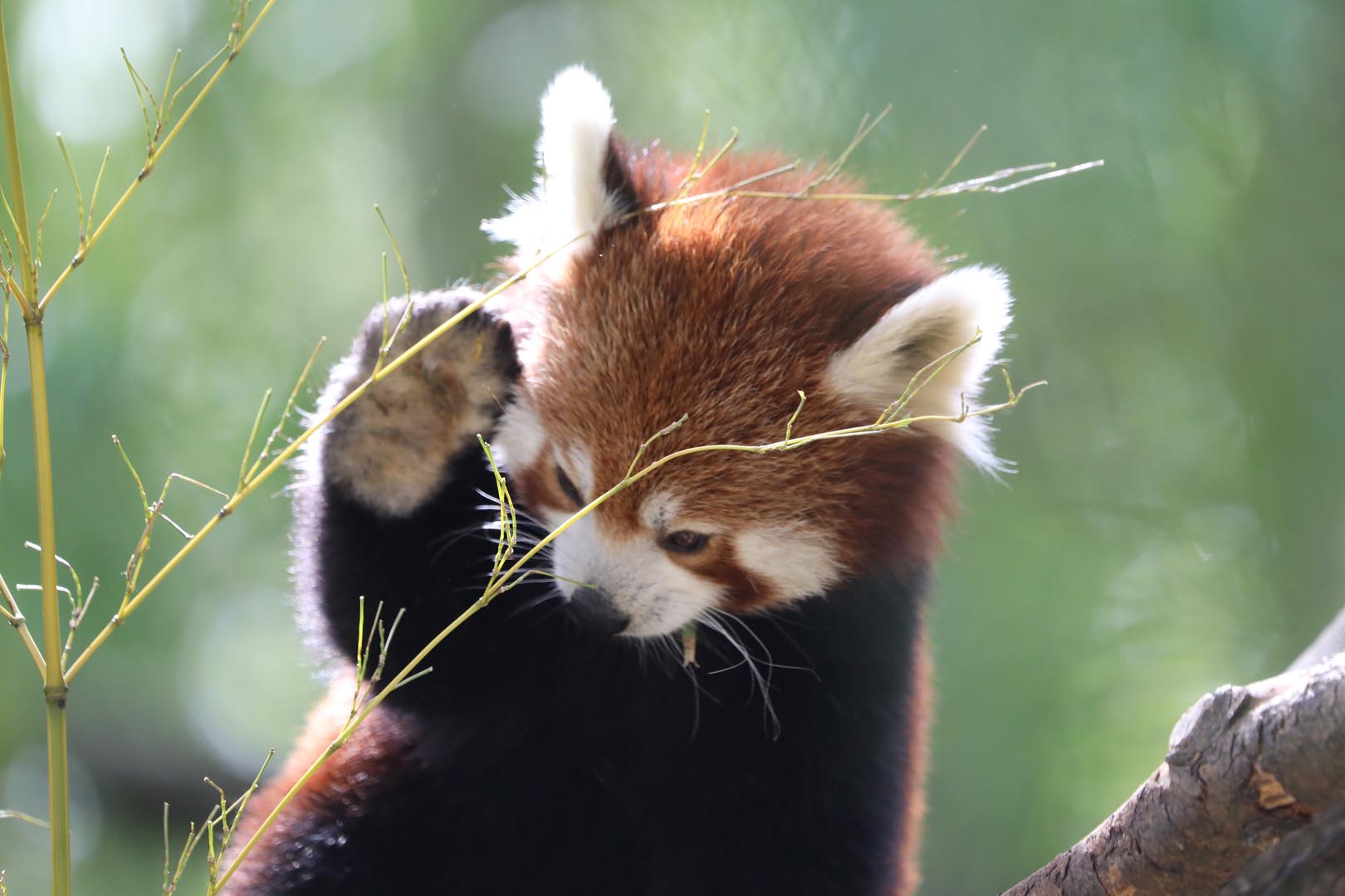 Red panda Ginger eating bamboo with hand up and looking down. IMAGE: Amy Middleton (2022)